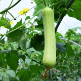 'Xiangyubai' Luffa Seeds - F1 Hybrid, Heat Tolerant, High-Yielding, Continuous Harvest