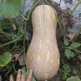 Pillow Pumpkin Seeds - Distinctive Pillow Shape, Sweet & Fragrant Flesh