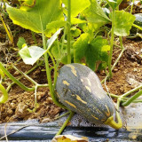 Baby Pumpkin Seeds - Small gourd shape, continuous harvest, ideal for home gardens