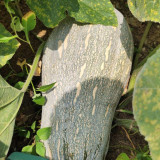 Baby Pumpkin Seeds - Small gourd shape, continuous harvest, ideal for home gardens