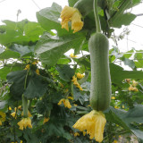 Qingmei Luffa Seeds - High-Yield F1 Hybrid, Short Cylindrical Fruit, Commercial Quality