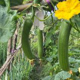 Green Superior Luffa Seeds - High Yield, Easy to Grow, Sweet and Tender Fruit
