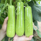 Guangpu 1701 Bottle Gourd Seeds - Hybrid Variety, Early-Maturing, High Yield, Long Harvest Period
