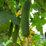 Qingmei Luffa Seeds - High-Yield F1 Hybrid, Short Cylindrical Fruit, Commercial Quality