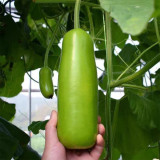 Guangpu 1701 Bottle Gourd Seeds - Hybrid Variety, Early-Maturing, High Yield, Long Harvest Period