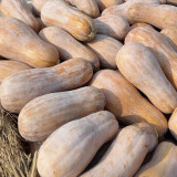 Mibao Pumpkin Seeds - High-Yielding, Vigorous Grower, Excellent for Transport and Storage