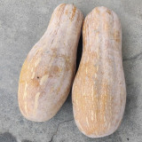 Mibao Pumpkin Seeds - High-Yielding, Vigorous Grower, Excellent for Transport and Storage