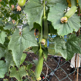 Qingmei Luffa Seeds - High-Yield F1 Hybrid, Short Cylindrical Fruit, Commercial Quality