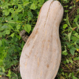 Large-Fruited Miben Pumpkin Seeds | High-Yield, Disease Resistant, Sweet & Nutty Flavor