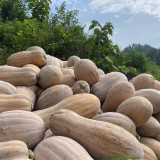Mibao Pumpkin Seeds - High-Yielding, Vigorous Grower, Excellent for Transport and Storage