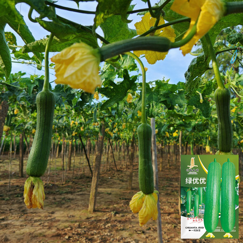 Green Superior Luffa Seeds - High Yield, Easy to Grow, Sweet and Tender Fruit