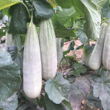 Jinyun Crisp-Sweet Melon Seeds - Horn-Shaped Fruit, Tender Juicy Flesh, Broad Adaptability, Disease Resistant