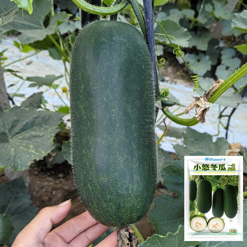 'Xiaoyou' Small Wax Gourd Seeds - F1 Hybrid, Early-Maturing, High-Yield, Continuous Harvest