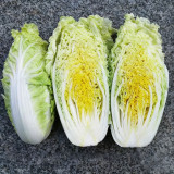 Jinsi White No. 1 Pak Choi Seeds - Rapid Growth, Harvest in 28 Days, Crunchy Sweet Flavor