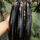 'Heiguiren' Long Eggplant Seeds - Early-Maturing, Purplish-Black Skin & Creamy Flesh, Easy to Cultivate