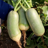 Jingcui Elite Fruit Radish Seeds - Easy to Cultivate, Highly Adaptable Hybrid Variety