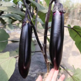 Spring-Autumn Long Eggplant Seeds - F1 Hybrid, Early-Maturing, High-Yield, Easy to Grow