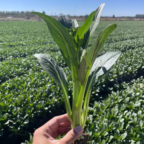 Meiqi No.3 Sweet Choy Sum Seeds - Hybrid Variety, High Yield with Crisp Texture