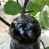 'Heiyuanshuai' Round Eggplant Seeds - Disease Resistant, High Yield Variety for Home Garden