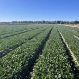 Meiqi No.3 Sweet Choy Sum Seeds - Hybrid Variety, High Yield with Crisp Texture