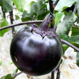 'Heiyuanshuai' Round Eggplant Seeds - Disease Resistant, High Yield Variety for Home Garden