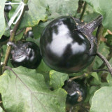 'Heiyuanshuai' Round Eggplant Seeds - Disease Resistant, High Yield Variety for Home Garden