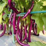 'Xianfeng' Eggplant Seeds - High-Yield, High Fruit Set, Long Harvest, Heat Tolerant & Disease Resistant