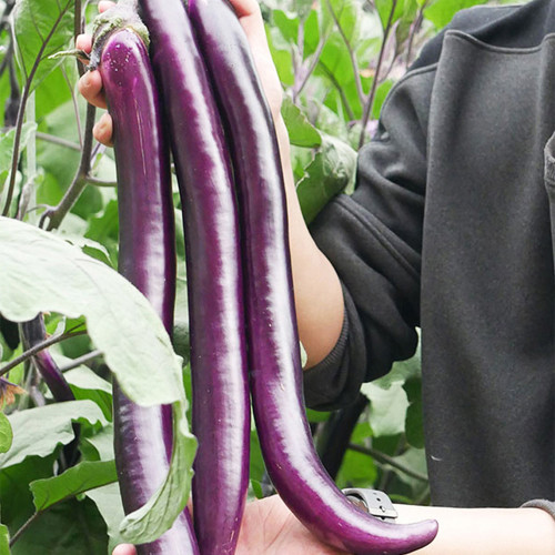 'Xianfeng' Eggplant Seeds - High-Yield, High Fruit Set, Long Harvest, Heat Tolerant & Disease Resistant