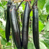 'Yuqie No.5' Eggplant Seeds - F1 Hybrid, High-Yield Variety, Vigorous, Long Harvest Period