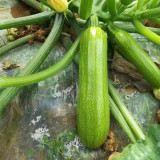'Cuixiaoqing' Zucchini Seeds - Tender Fruits, Nutrient-Dense Fruits, Heat-Tolerant, Fast-Growing