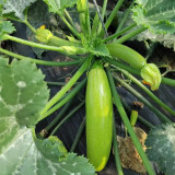 'Cuixiaoqing' Zucchini Seeds - Tender Fruits, Nutrient-Dense Fruits, Heat-Tolerant, Fast-Growing
