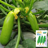 'Cuixiaoqing' Zucchini Seeds - Tender Fruits, Nutrient-Dense Fruits, Heat-Tolerant, Fast-Growing