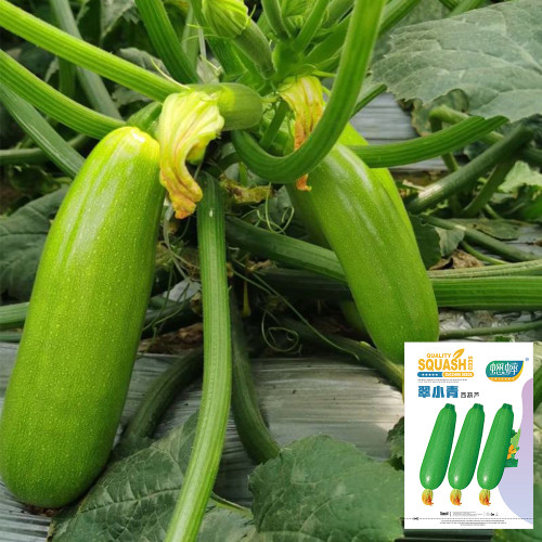 'Cuixiaoqing' Zucchini Seeds - Tender Fruits, Nutrient-Dense Fruits, Heat-Tolerant, Fast-Growing