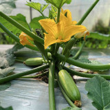 'Cuixiaoqing' Zucchini Seeds - Tender Fruits, Nutrient-Dense Fruits, Heat-Tolerant, Fast-Growing