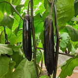'Yuqie No.5' Eggplant Seeds - F1 Hybrid, High-Yield Variety, Vigorous, Long Harvest Period