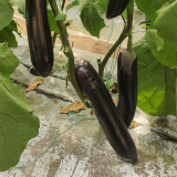 'Yuqie No.5' Eggplant Seeds - F1 Hybrid, High-Yield Variety, Vigorous, Long Harvest Period