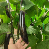 'Yuqie No.5' Eggplant Seeds - F1 Hybrid, High-Yield Variety, Vigorous, Long Harvest Period