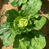 Hongbao Heading Cabbage Seeds - Fast Maturing, Heat Tolerant, Market Quality