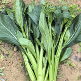 Meiqi No.1 Sweet Choy Sum Seeds - Fast Growing in 40-55 Days, Tender and Crisp, Ideal for Gardening