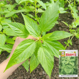 Chaozhou Jute Leaf Seeds - Heat-Tolerant, High-Yield, Reliable Yield