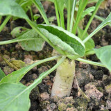'Xinxuan 13-6' Early-Maturing Radish Seeds: Sweet & Tender, Heat Tolerant, Non-Hollow, Long White & Uniform Roots