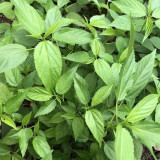 Chaozhou Jute Leaf Seeds - Heat-Tolerant, High-Yield, Reliable Yield