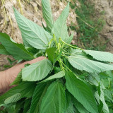 Chaozhou Jute Leaf Seeds - Heat-Tolerant, High-Yield, Reliable Yield