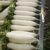 'Xinxuan 13-6' Early-Maturing Radish Seeds: Sweet & Tender, Heat Tolerant, Non-Hollow, Long White & Uniform Roots
