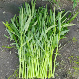 YuFeng No.6 Water Spinach Seeds 10g - High-yielding, easy to cultivate, with excellent commercial traits
