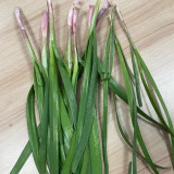 Purple Root Chinese Chives Seeds - Purple Base, High Yield, Multiple Harvests, Strong Disease Resistance