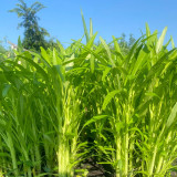 YuFeng No.6 Water Spinach Seeds 10g - High-yielding, easy to cultivate, with excellent commercial traits