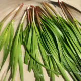 Purple Root Chinese Chives Seeds - Purple Base, High Yield, Multiple Harvests, Strong Disease Resistance