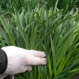 Purple Root Chinese Chives Seeds - Purple Base, High Yield, Multiple Harvests, Strong Disease Resistance