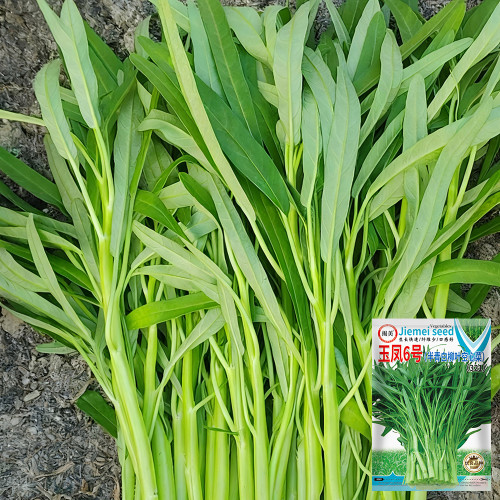 YuFeng No.6 Water Spinach Seeds 10g - High-yielding, easy to cultivate, with excellent commercial traits